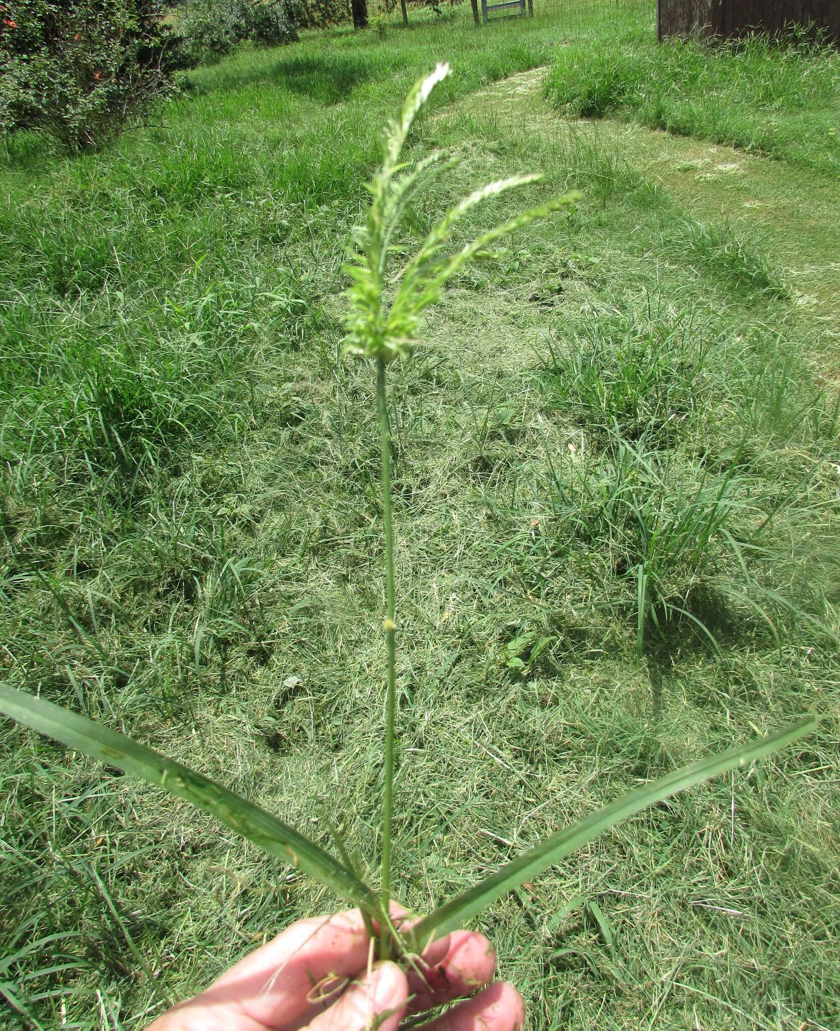 Plancia ëd Eleusine indica (L.) Gaertn.