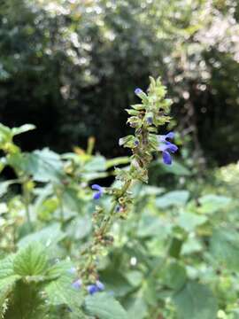 Image of Salvia longispicata M. Martens & Galeotti