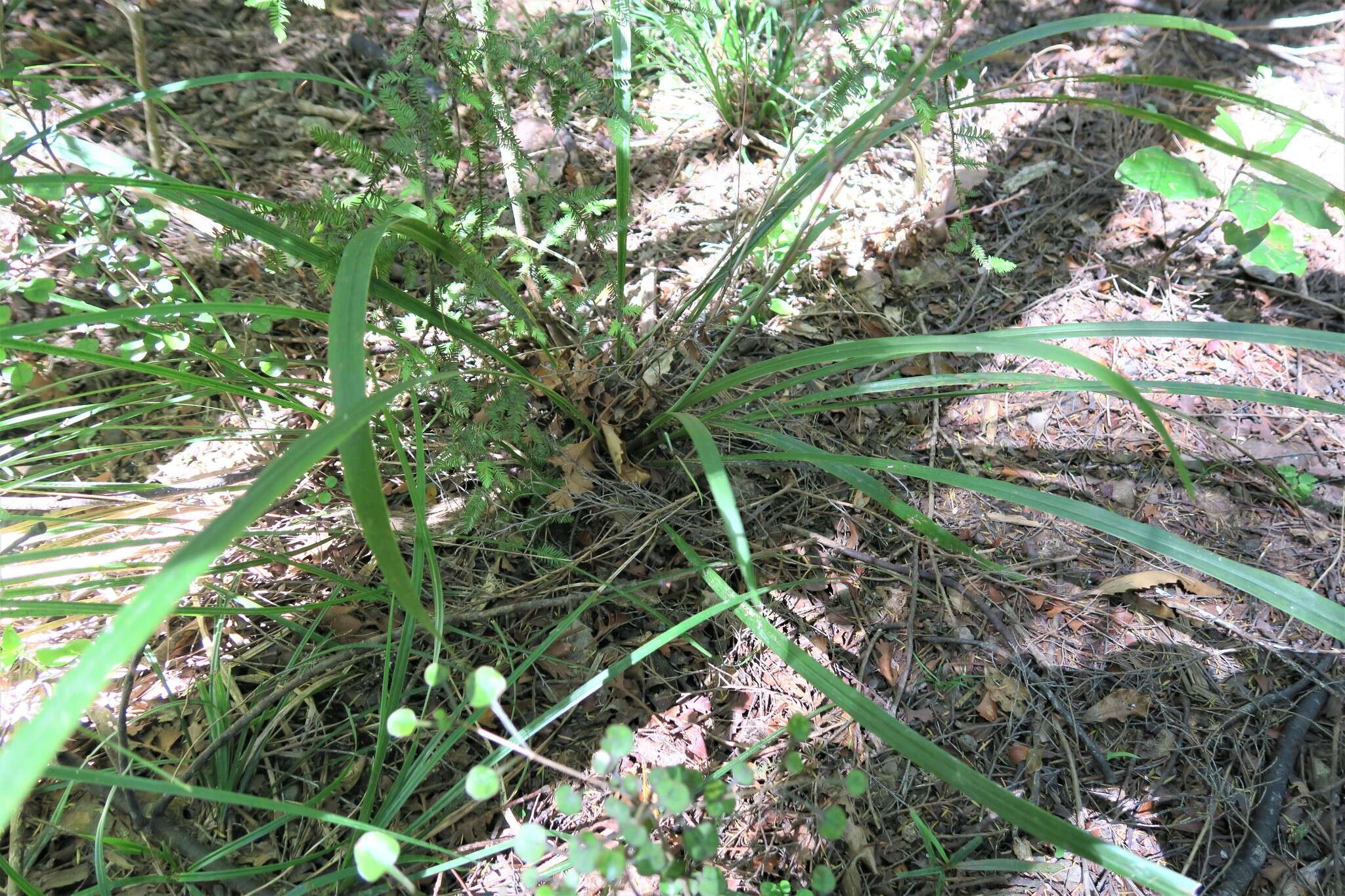 Image of Cordyline pumilio Hook. fil.