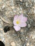 Image of Zephyranthes morrisclintii Traub & T. M. Howard