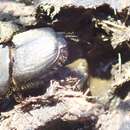 Image of Onthophagus vigens Péringuey 1901