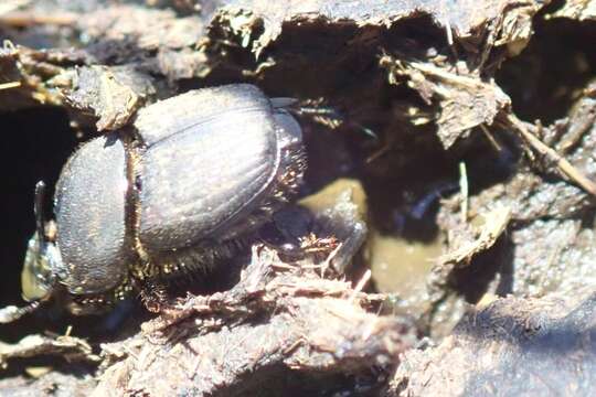 Image of Onthophagus vigens Péringuey 1901