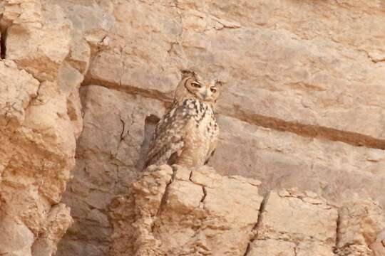 Image of Pharaoh Eagle-Owl