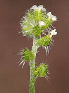 Image of bushloving cryptantha