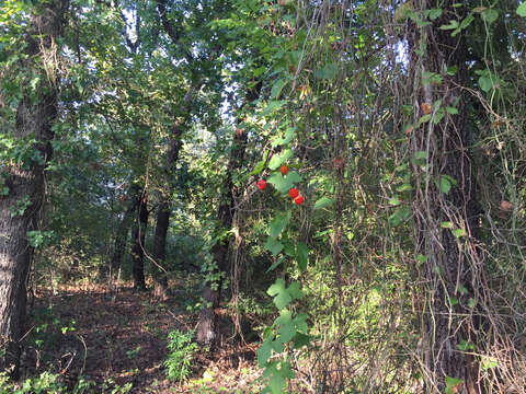 Image of Ibervillea lindheimeri (A. Gray) Greene