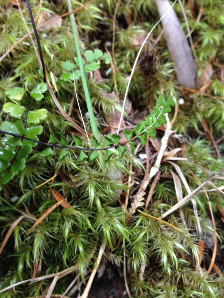 Image of Lindsaea linearis Sw.