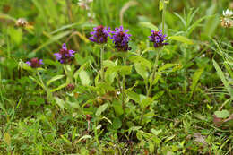 Plancia ëd Prunella vulgaris subsp. asiatica (Nakai) H. Hara