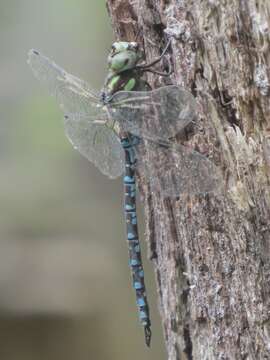 Image of Green-striped Darner