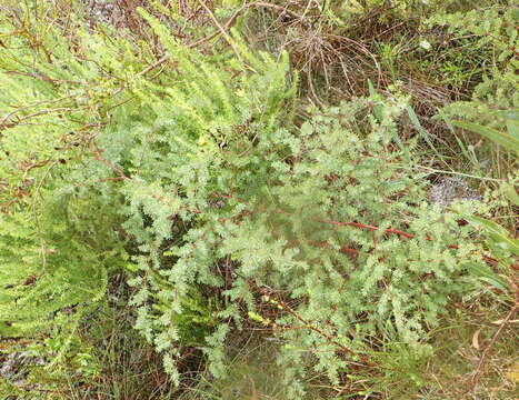 Image of Asparagus rubicundus P. J. Bergius