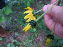 Image of purpledisk sunflower