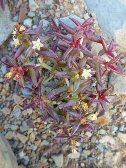 Image of Crassula expansa subsp. expansa