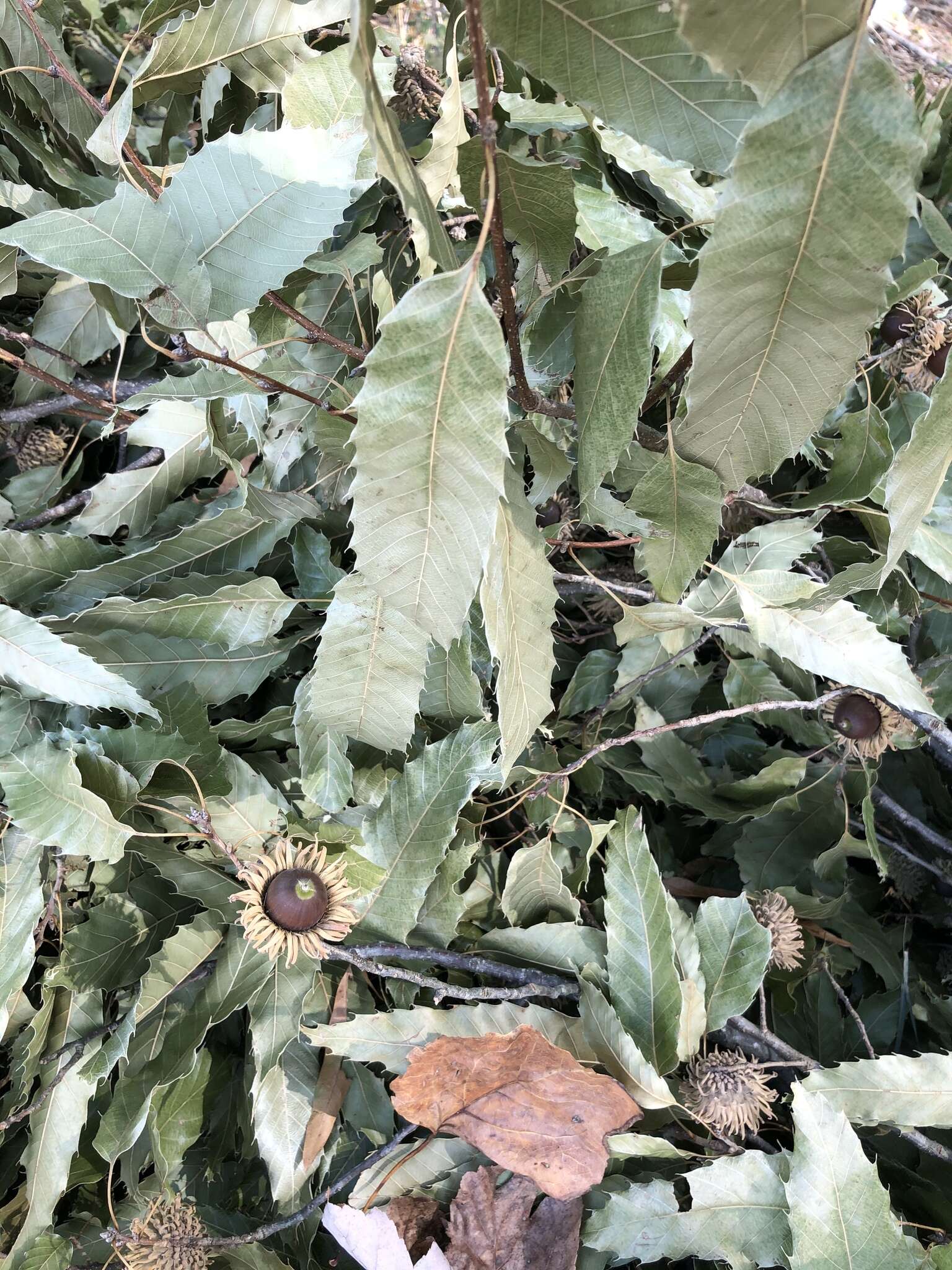 Image de Quercus acutissima Carruth.