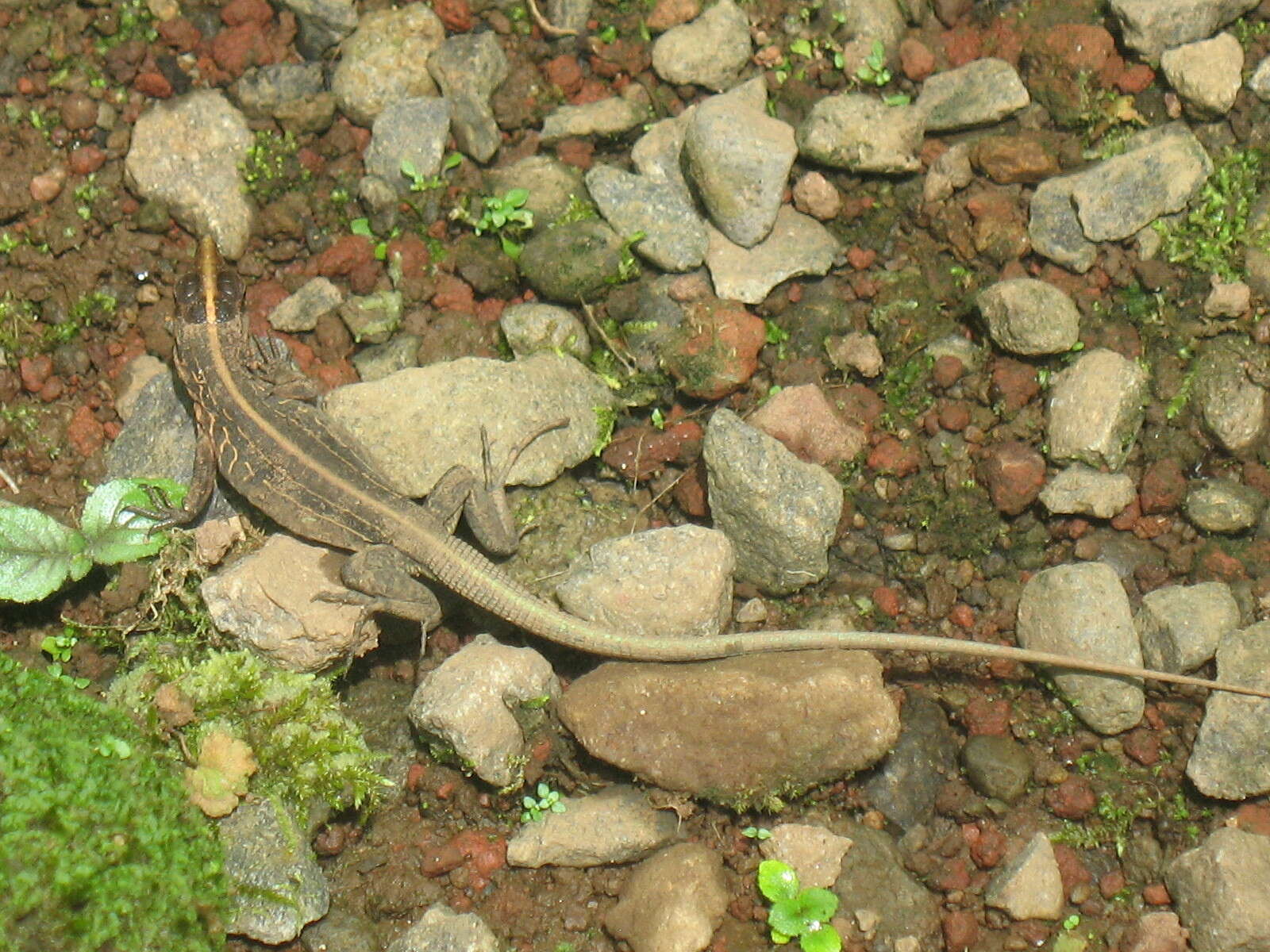 Image of Ameiva Lizard