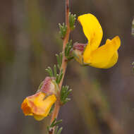 Image of Aspalathus arida subsp. procumbens (E. Mey.) R. Dahlgren