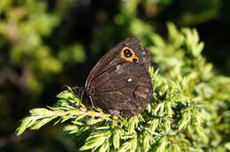 Image of Lapland Ringlet