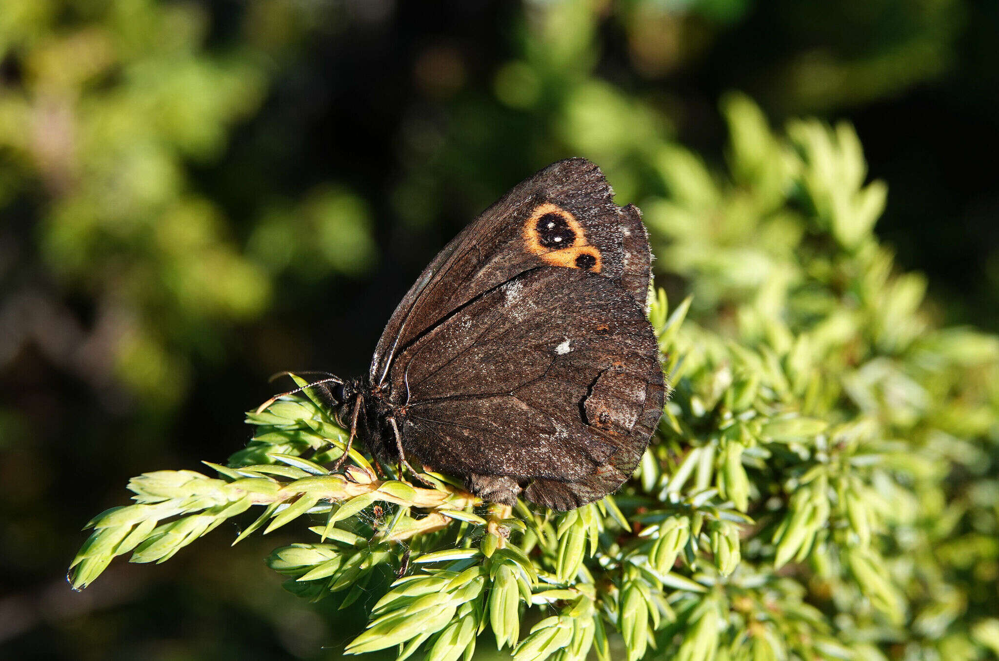 Image of Lapland Ringlet