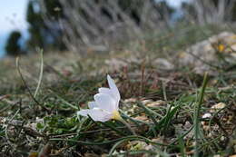 Image de Colchicum triphyllum Kunze