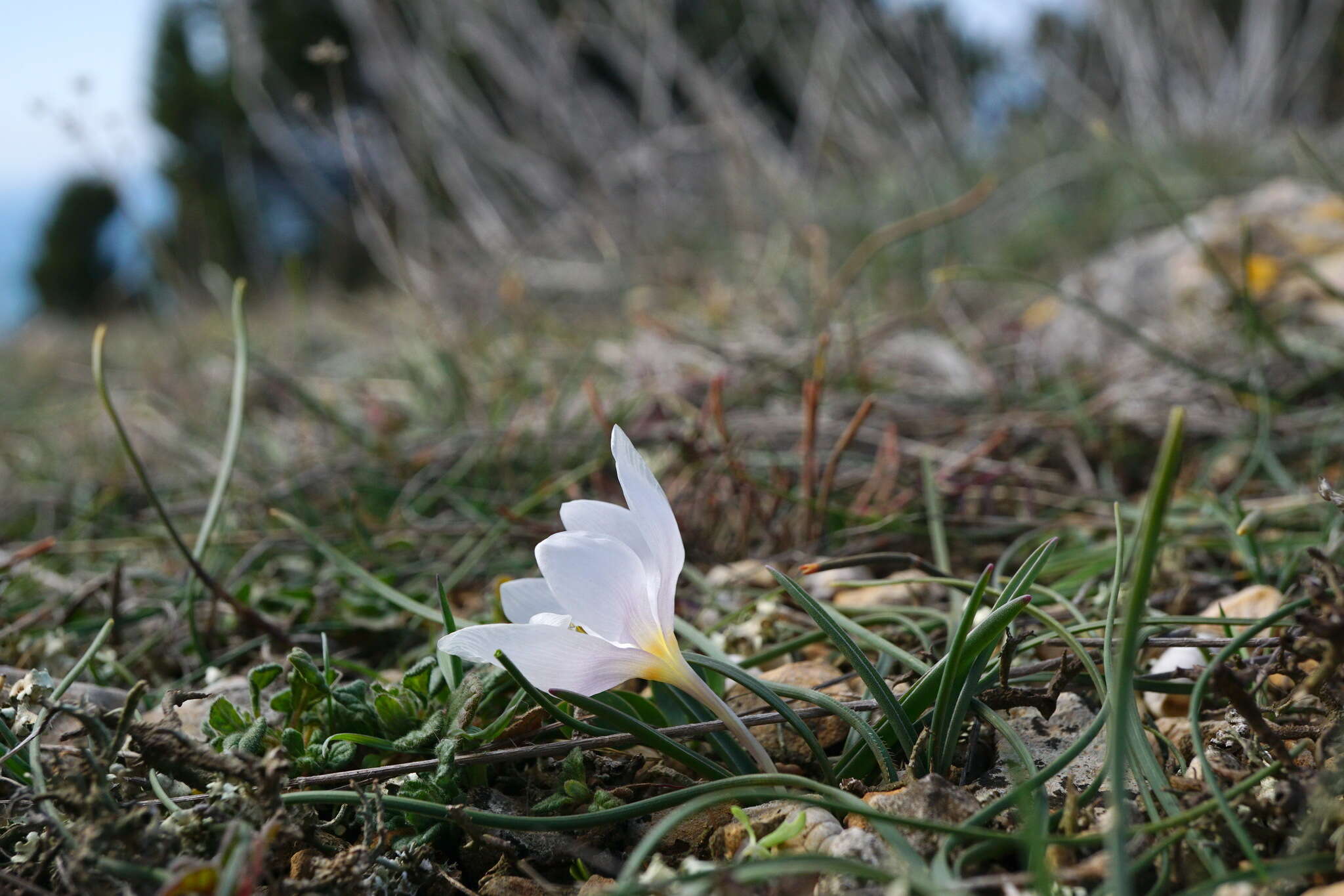 Image de Colchicum triphyllum Kunze