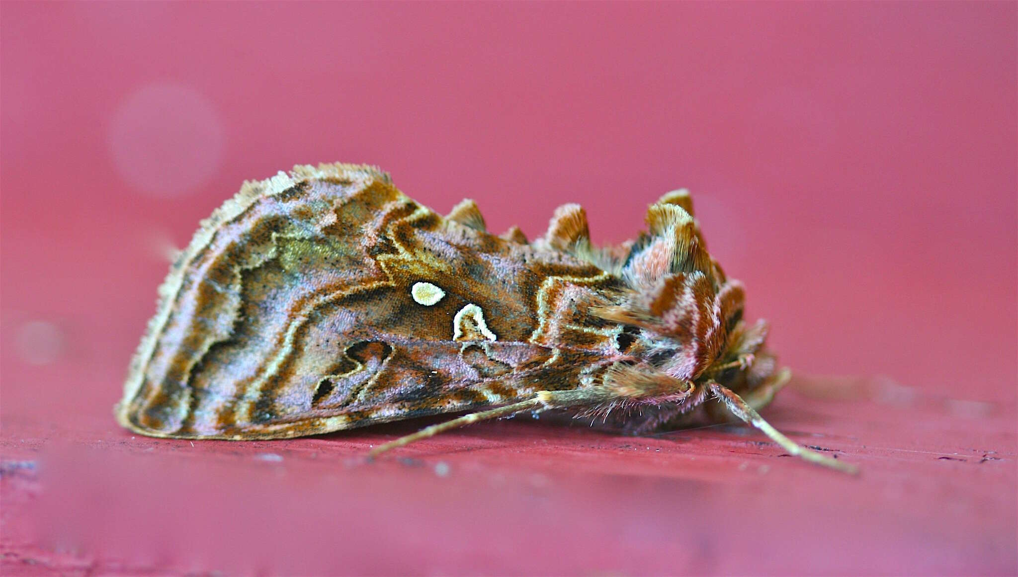 Image de Autographa mappa Grote & Robinson 1868