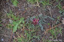 Image of Astragalus incanus L.