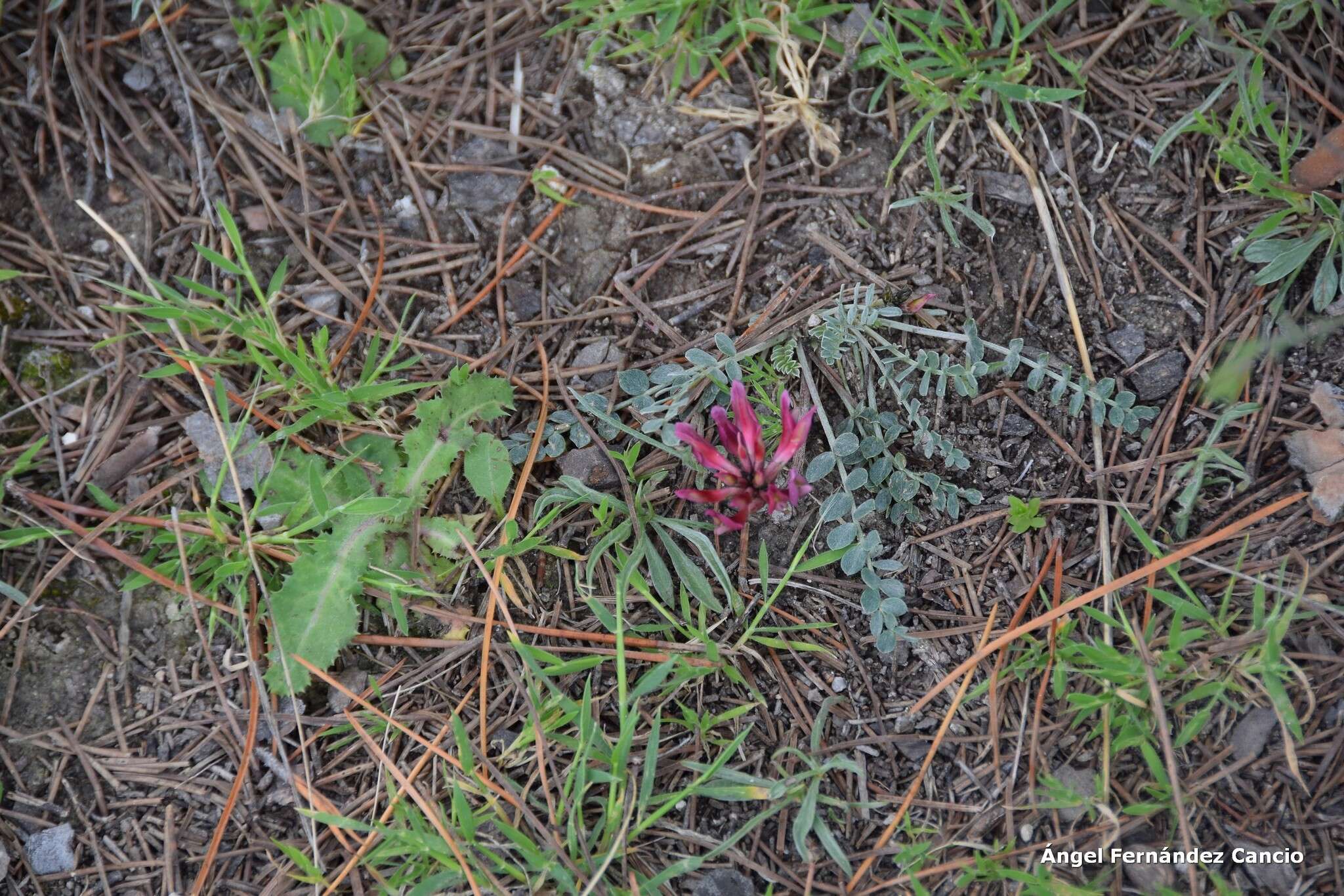 Image of Astragalus incanus L.