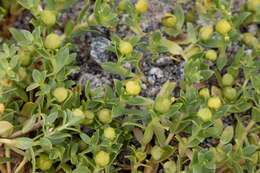 Image of seaside sandplant