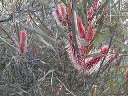 Image of Hakea francisiana F. Müll.