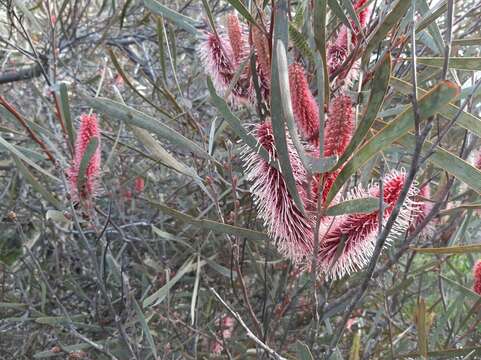 Image of Hakea francisiana F. Müll.