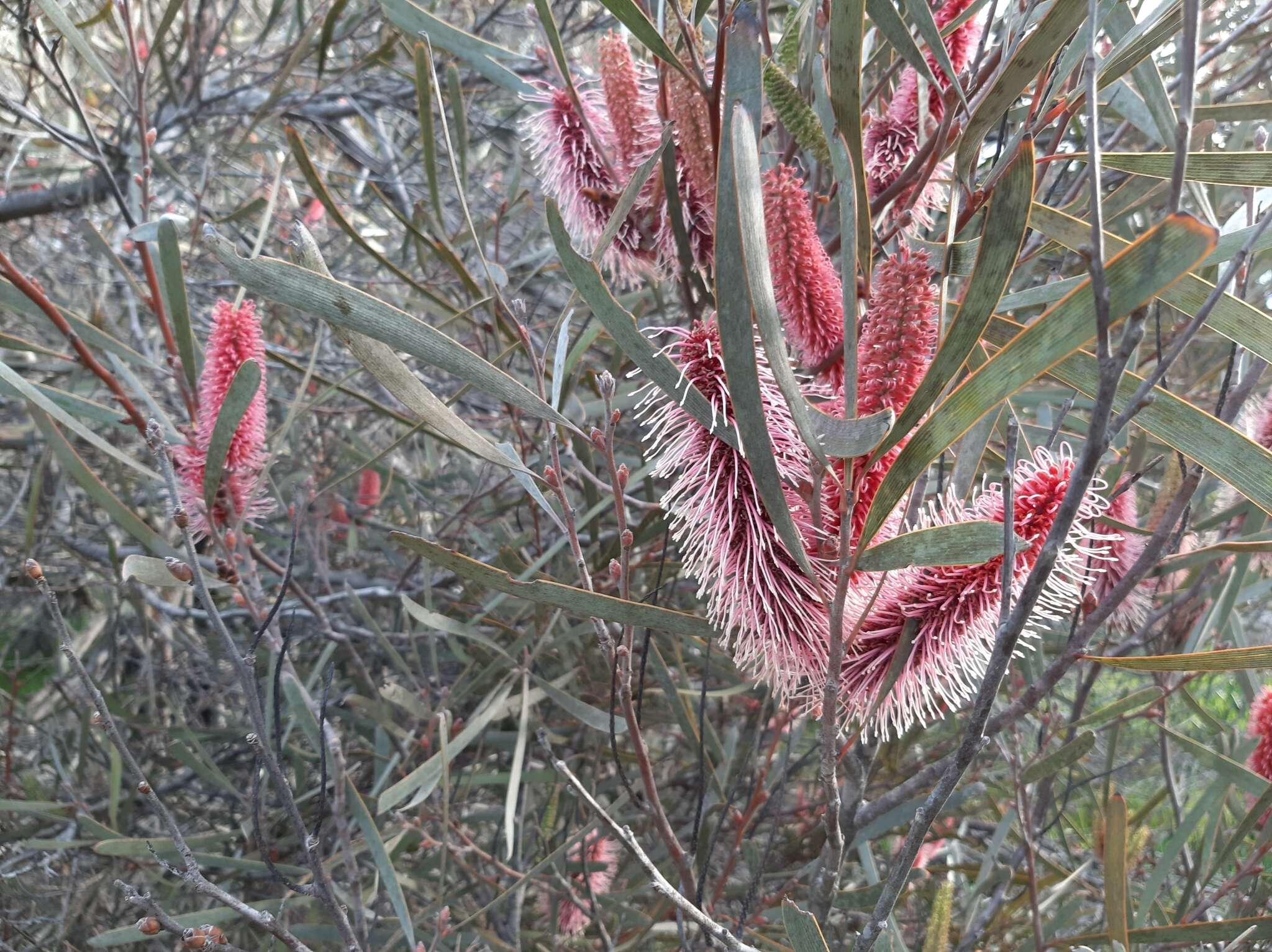 Image of Hakea francisiana F. Müll.