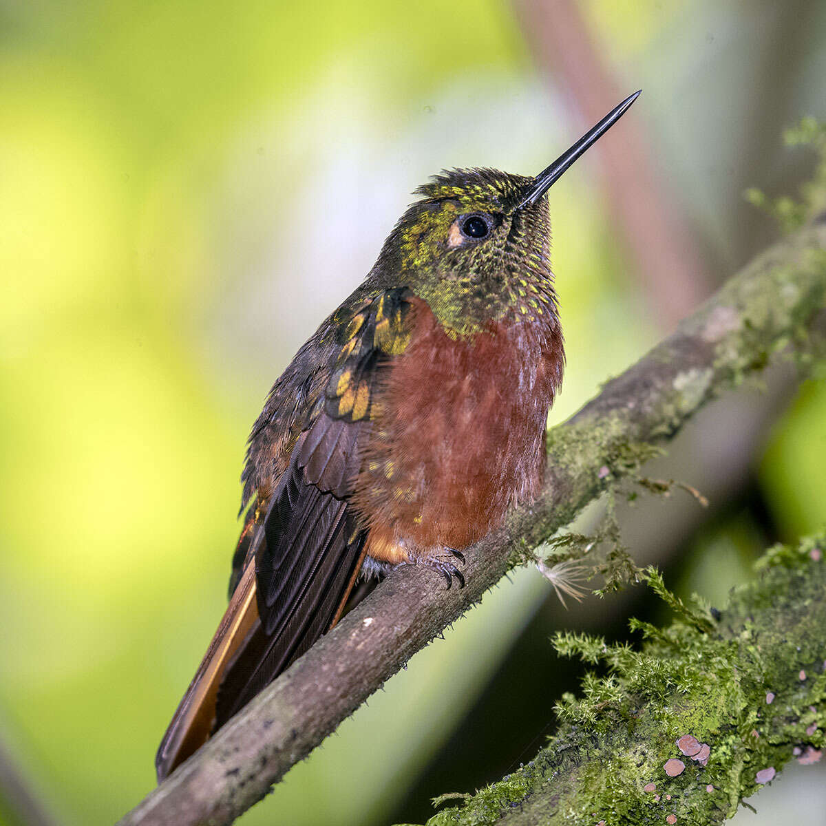 Image of Chestnut-breasted Coronet