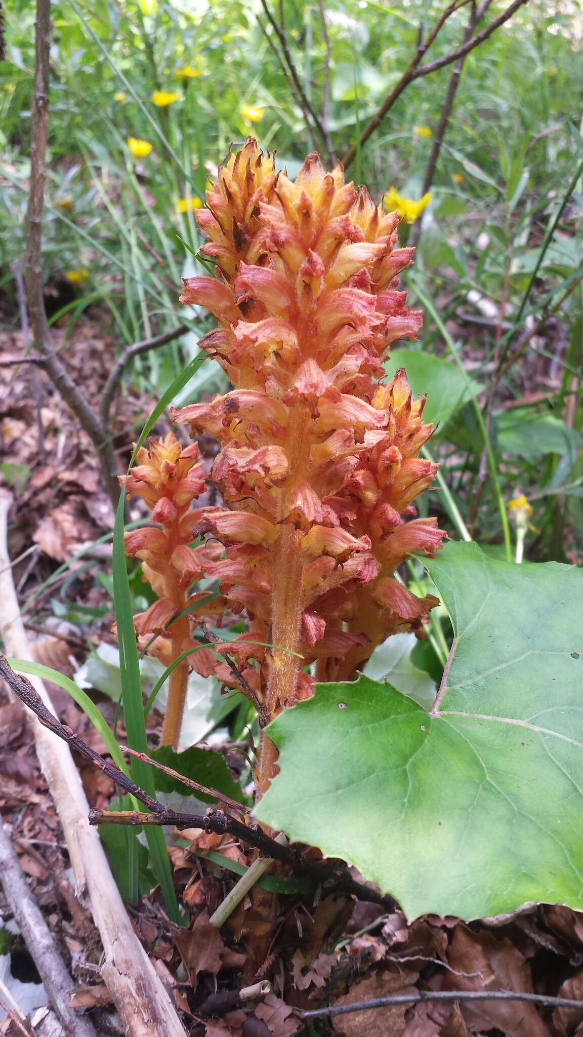 Image of Orobanche flava Mart.