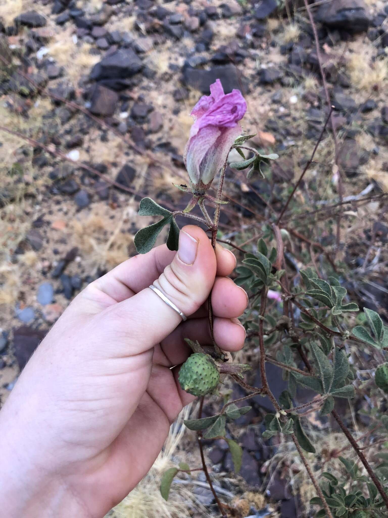 Image of Gossypium anomalum subsp. anomalum