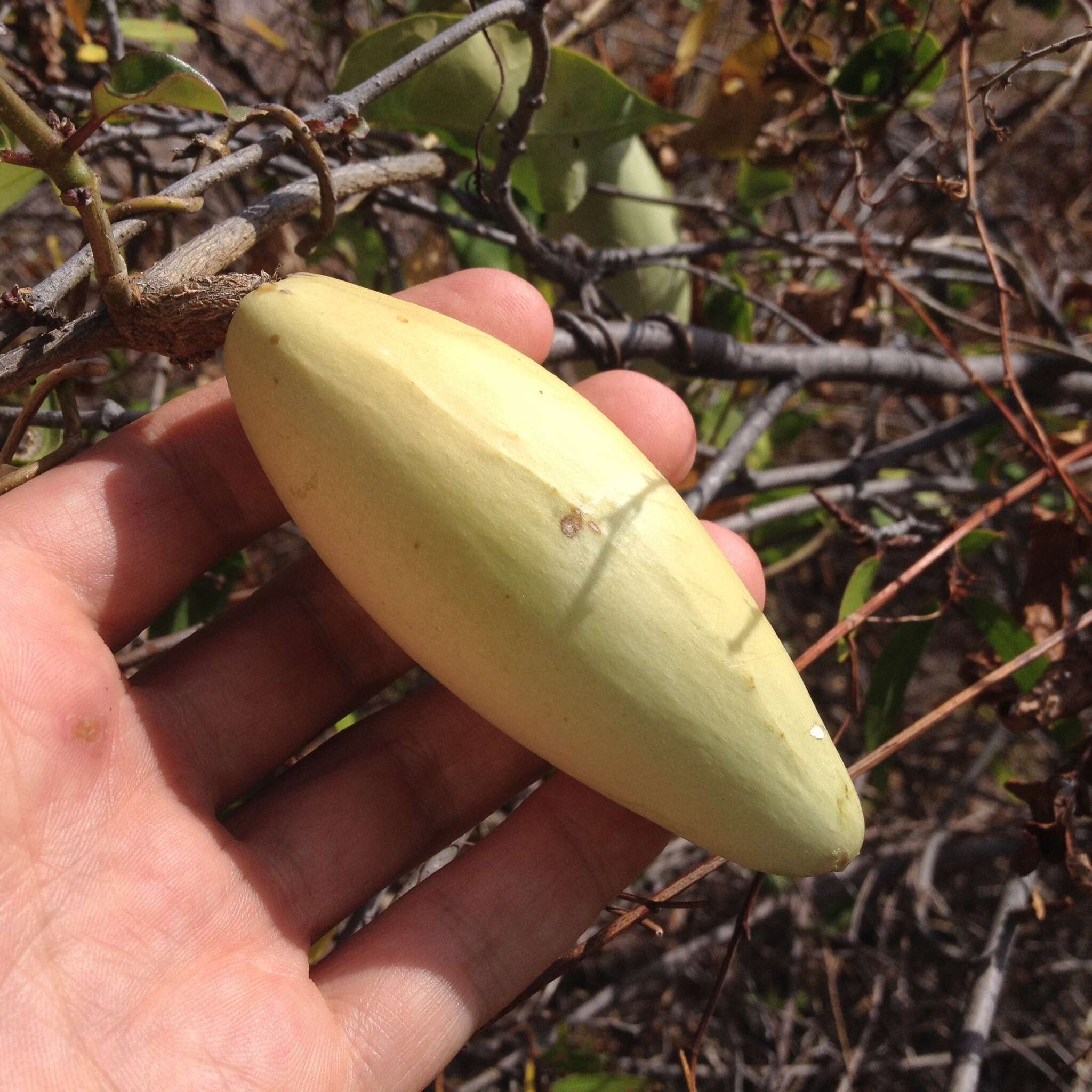 Image of Marsdenia edulis S. Wats.