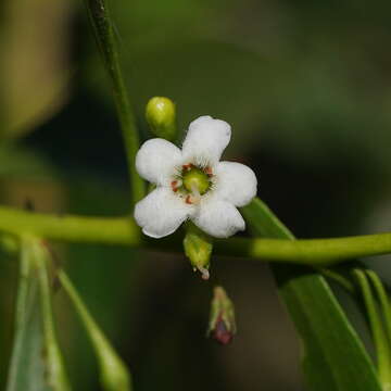 Image of Myoporum tenuifolium G. Forster