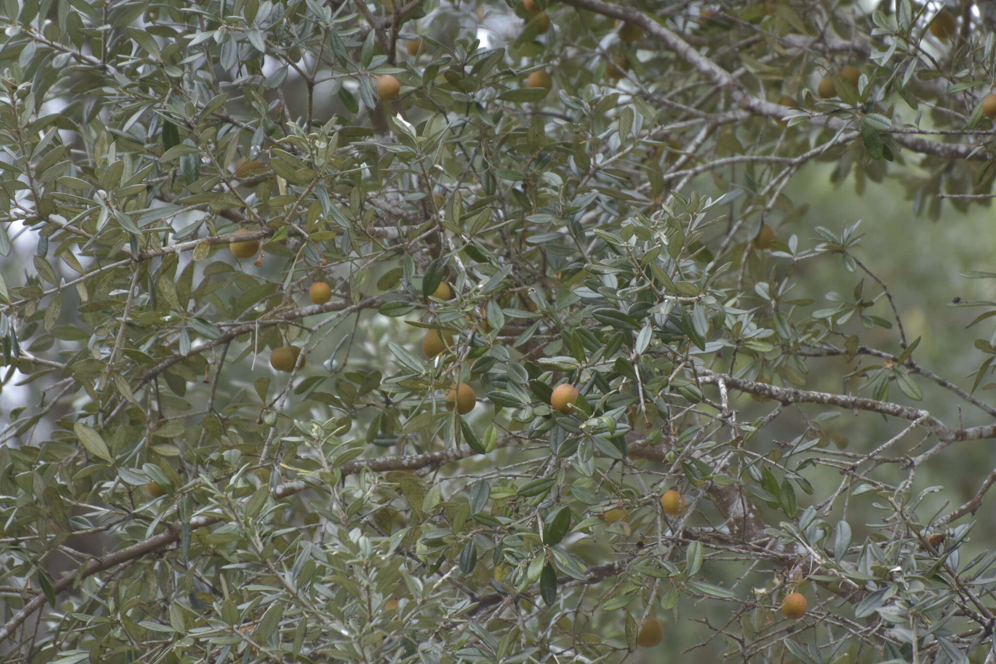 Image of Bonellia sprucei (Mez) B. Ståhl & Källersjö