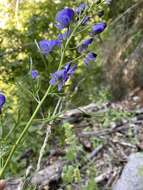 Image of Aconitum angustifolium Bernh. ex Rchb.