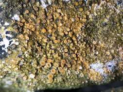 Image of dimple lichen