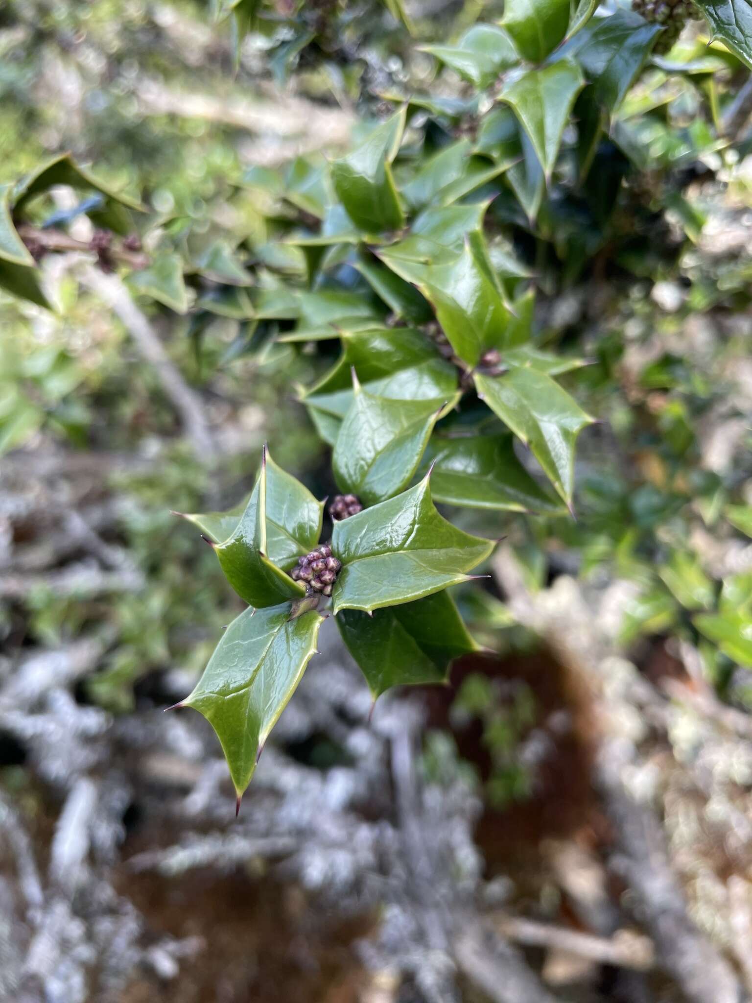 صورة Ilex bioritsensis Hayata