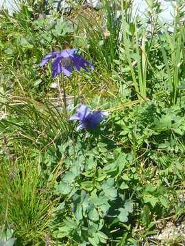 Aquilegia glandulosa Fisch.的圖片