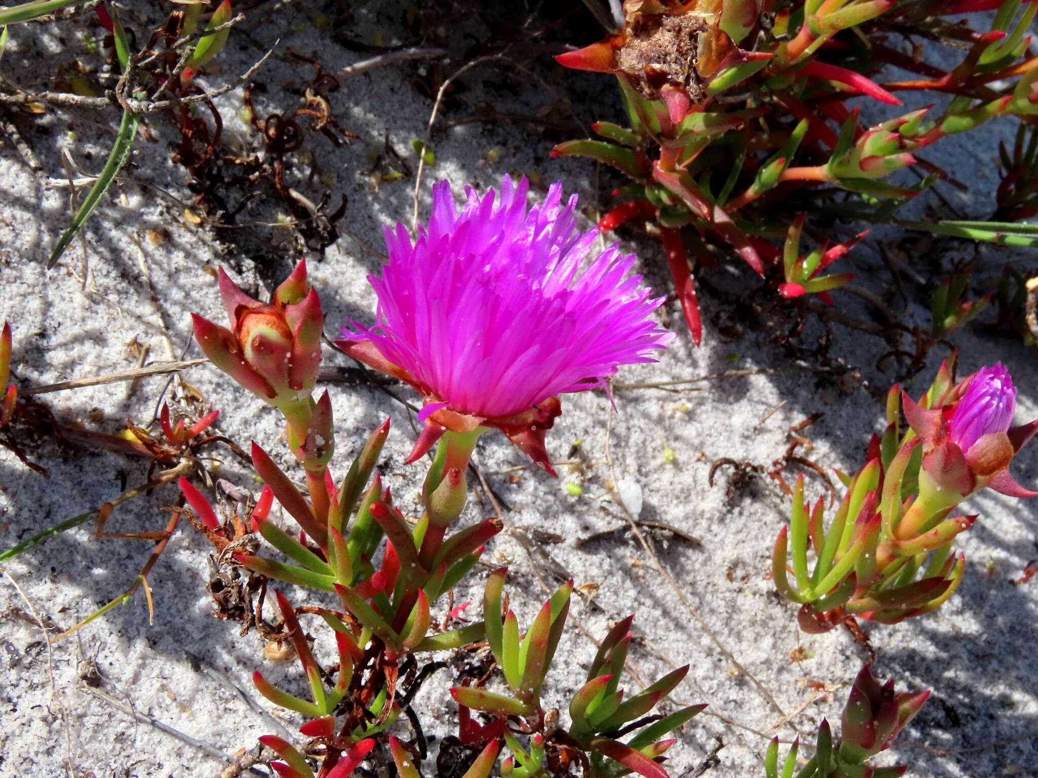 Image of Lampranthus tenuifolius (L.) N. E. Br.