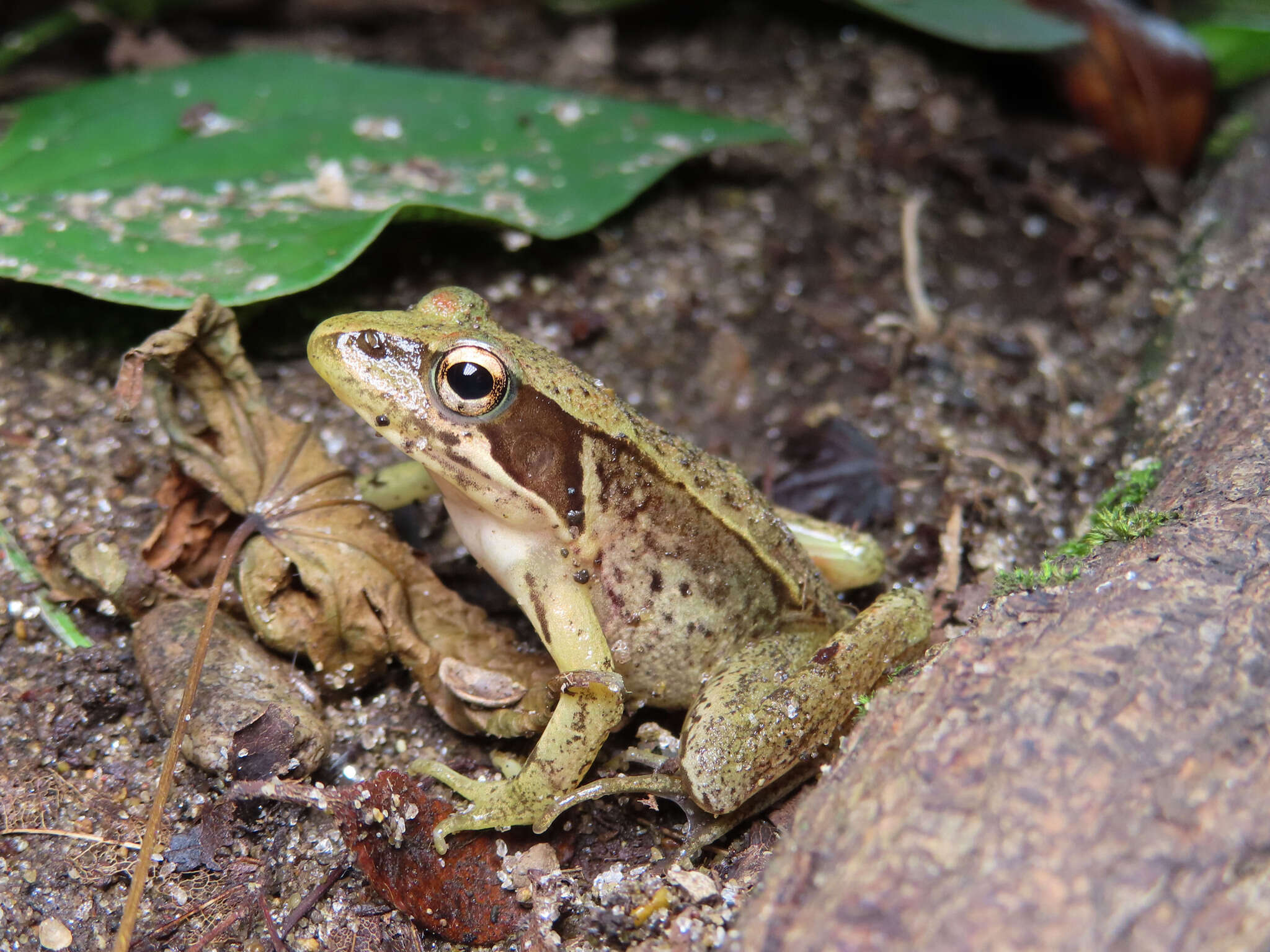 Image of Japanese Brown Frog