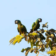 Image of Golden-collared Macaw