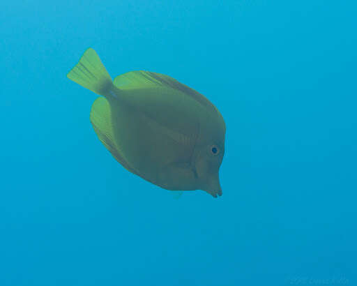 Image of Lemon Sailfin