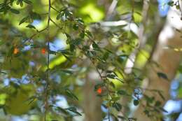 Image of Erythroxylum guatemalense Lundell