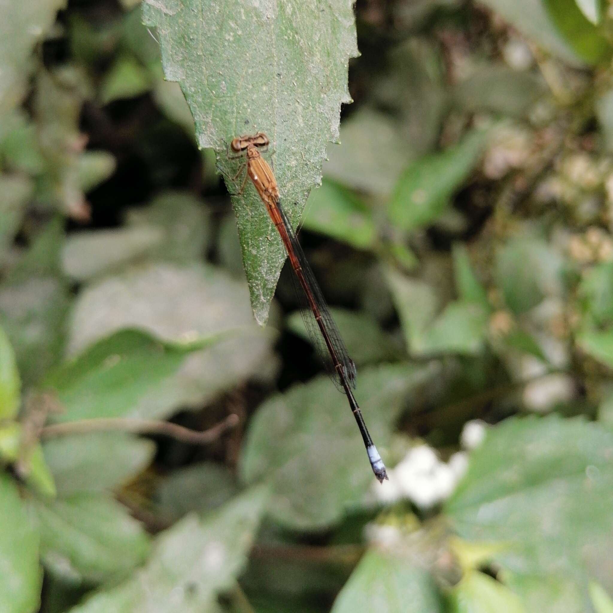 Image of Apanisagrion lais (Selys 1876)