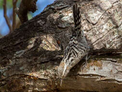 Image of Stripe-backed Wren