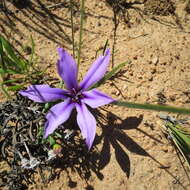 Image of Babiana radiata Goldblatt & J. C. Manning