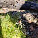 Caladenia fitzgeraldii Rupp resmi