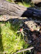 Caladenia fitzgeraldii Rupp的圖片