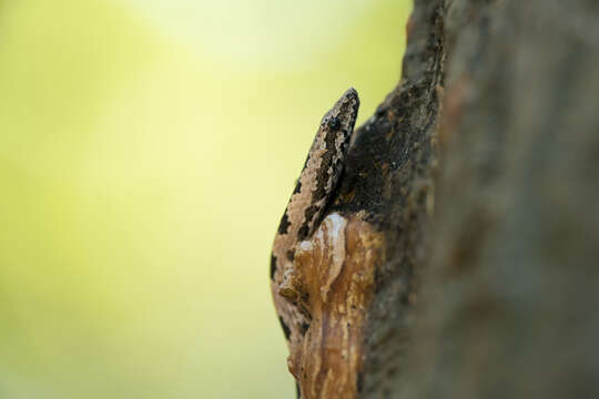 Image of (South-) Eastern Bark Snake